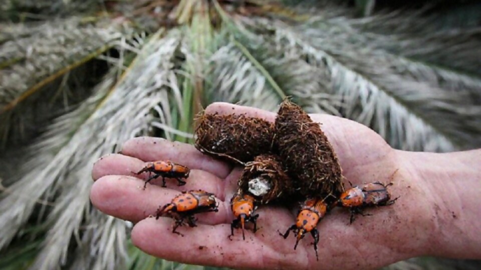 Vernengo: “Hay un aumento exponencial de las palmeras afectadas a causa del picudo rojo” —  Entrevistas — Primera Mañana | Azul 101.9