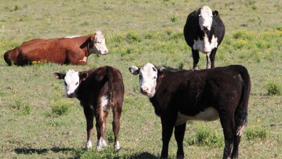 Trama de estafas en escritorio rural de Tacuarembó   — Informes  — La Pecera | Azul 101.9