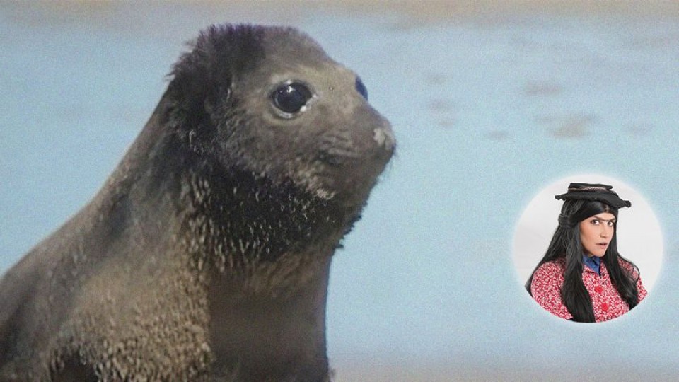 Entre Francisca la elefanta y las frases de Orsi — Humor  — La Pecera | Azul 101.9