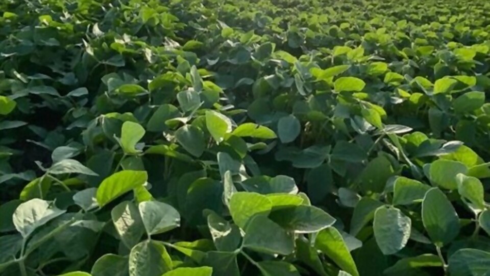 Jorge Rodríguez: “La exportación de soja superará los US$ 1.500 millones de ingresos” —  Entrevistas — Primera Mañana | Azul 101.9