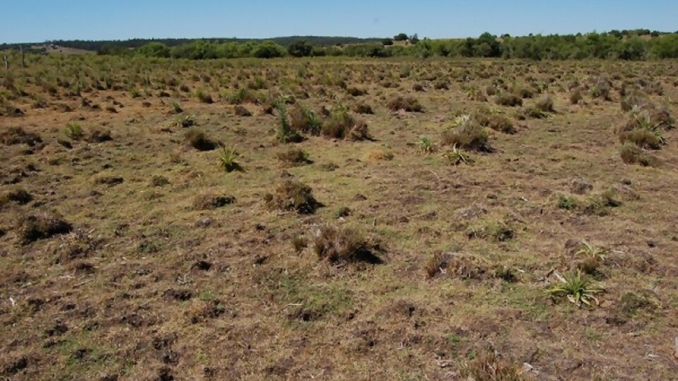 Pérez: “Es un escenario caótico sin una señal de mejora en los próximos días” — Entrevistas — Primera Ma&ntilde;ana | Azul 101.9